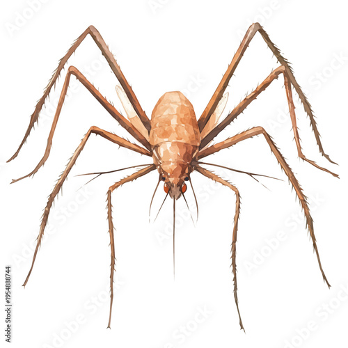 Water Strider, watercolor illustration vector, isolated on a white background.