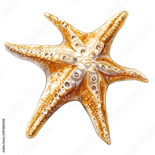 Starfish, watercolor illustration vector, isolated on a white background.