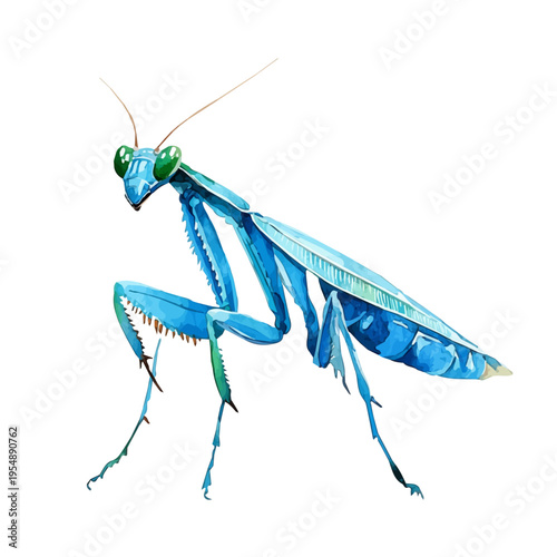 Praying Mantis, watercolor painting vector, isolated on a white background.