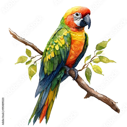 watercolor of Parrot, vector, isolated on a white background.