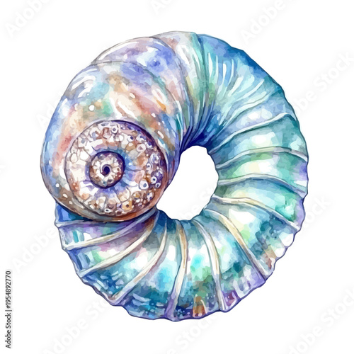 Nautilus, watercolor drawing vector, isolated on a white background.
