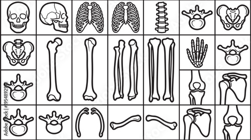 Anatomy of skeleton with illustrative elements. Ideal for educational or medical context.