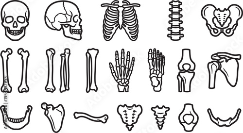 Detailed medical illustration of the human skeletal system.