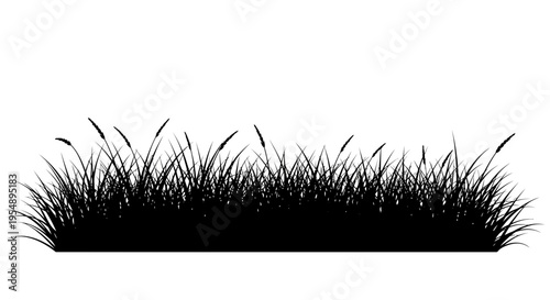 Black Silhouette of Wild Grass Isolated on White Background
