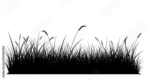 Black Silhouette of Wild Grass Isolated on White Background