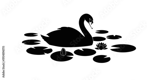 Black Swan on Water Surface.