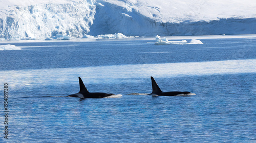 Two Orcas Swimming Near Floating Ice in Arctic Waters