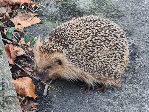hedgehog in the grass