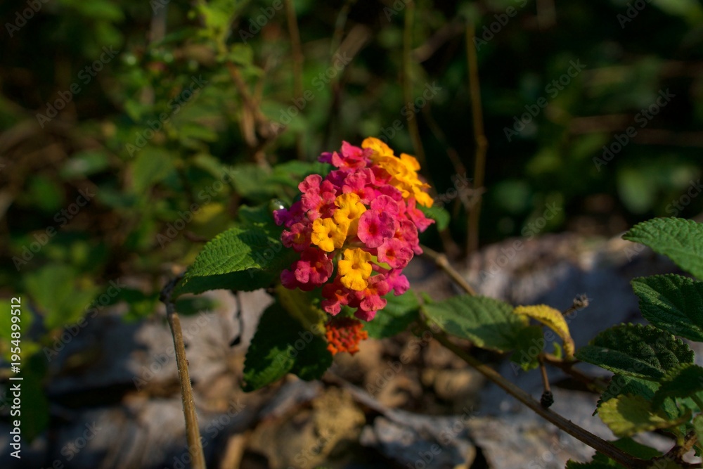 Fototapeta premium The Radiant Complexity of Lantana camara: A Close-Up Study of Vibrant Pink and Yellow Floral Clusters Nestled Within the Deep Green, Serrated Foliage of the Common Shrub Verbena Plant