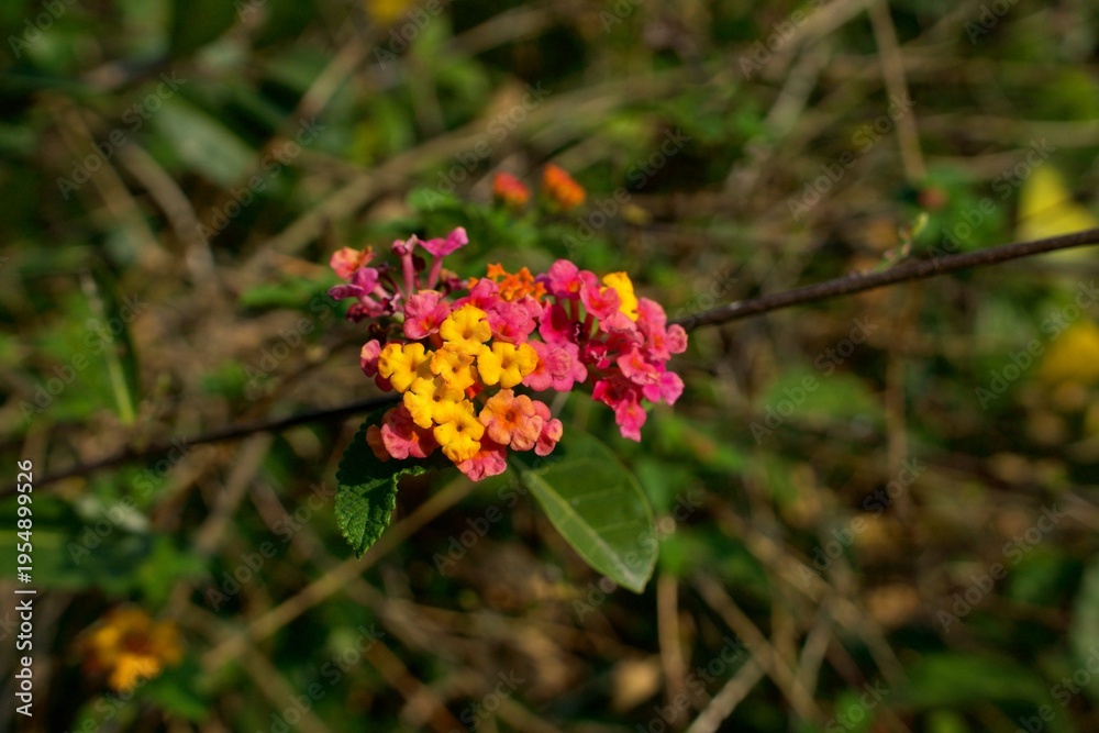 Fototapeta premium A vibrant close-up of Lantana camara, showcasing the intricate cluster of multi-colored pink and yellow florets resting on a slender branch against a backdrop of wild, sun-drenched green foliage. 