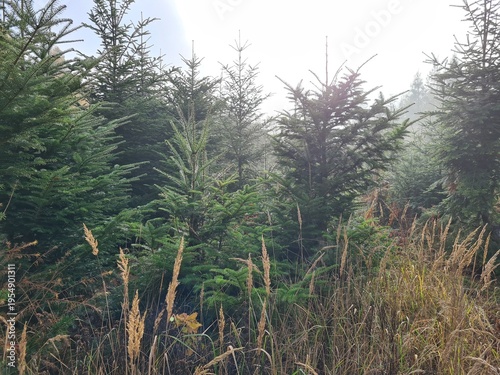 trees in the forest