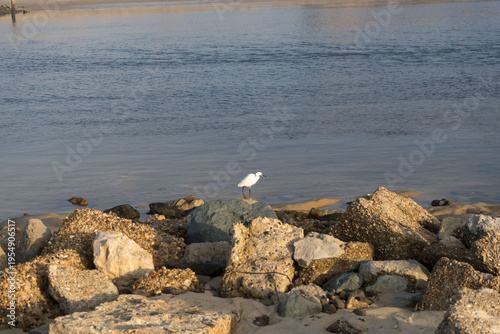 Aigrette en gros plan sur des rochers à Vieux Boucau, côte Atlantique