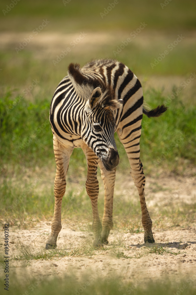 Fototapeta premium Plains zebra foal faces camera hanging head