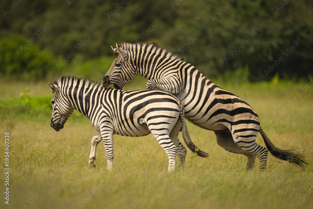 Obraz premium Plains zebra jumps biting back of another