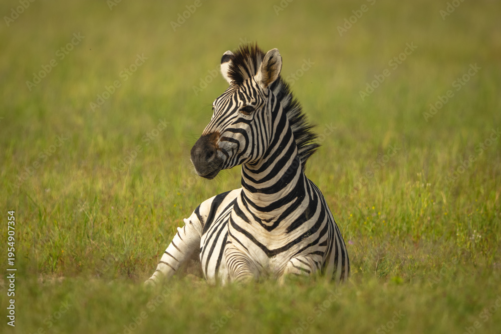 Fototapeta premium Plains zebra lies watching camera from grass