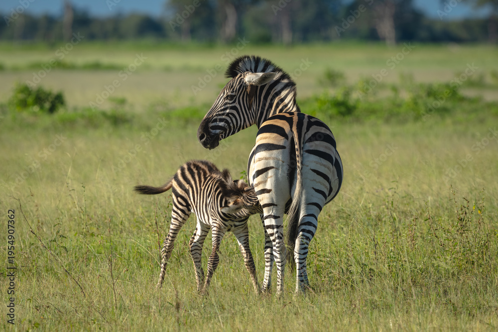 Fototapeta premium Plains zebra nurses foal in grassy clearing