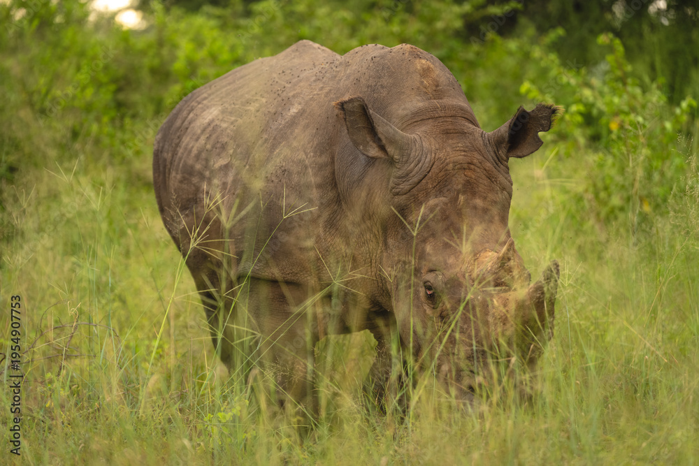 Obraz premium White rhino walks toward camera in grass