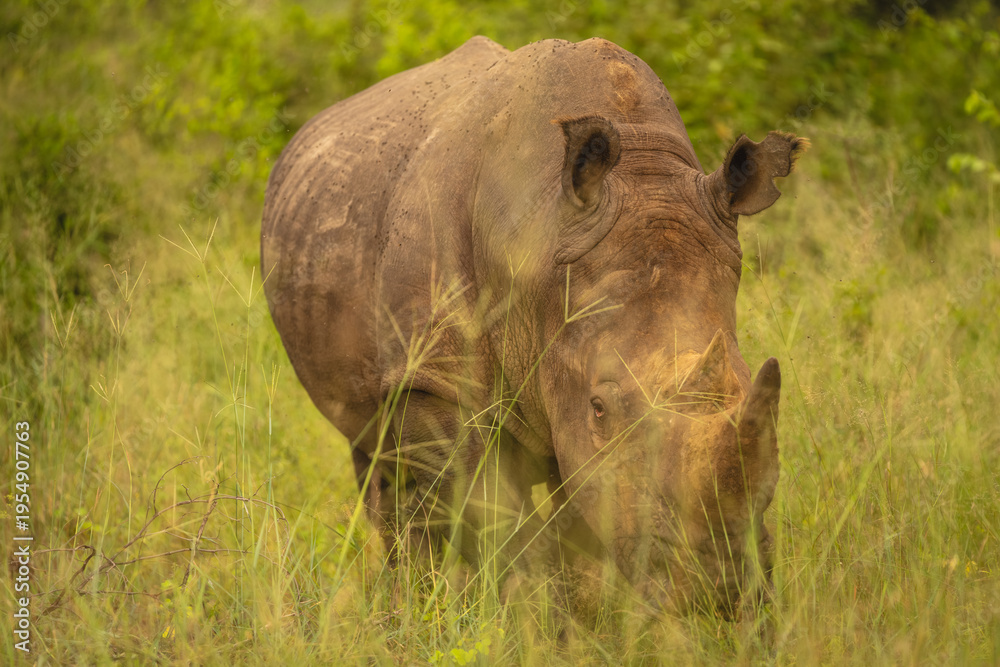 Obraz premium White rhino stands facing camera in grass