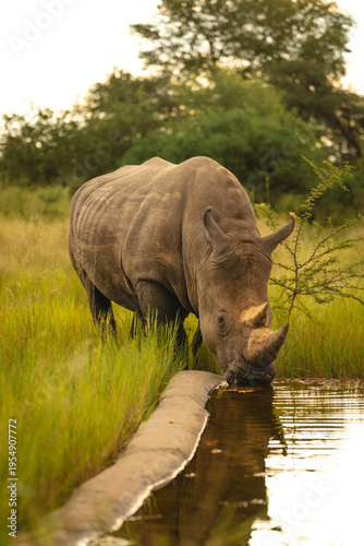 Tablou pe pânză White rhino stands drinking water from trough