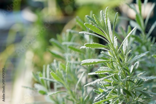 Side view of Goodwin Creek Grey Lavender (Lavandula dentata) in the morning light. Plant for home and garden decoration. Nature background with copy space.