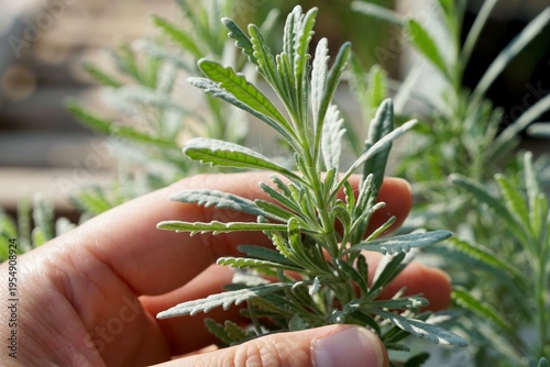 Hand holding Goodwin Creek Grey Lavender (Lavandula dentata) in the morning light. Plant for home and garden decoration. Nature background with copy space.