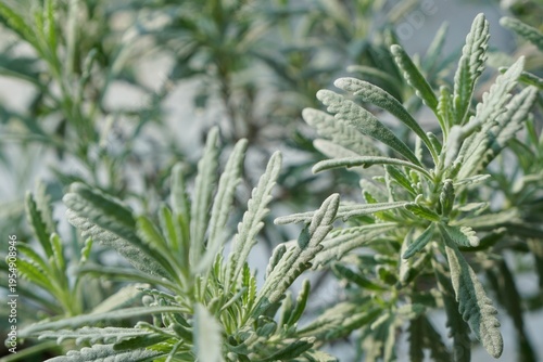 Full frame of Goodwin Creek Grey Lavender (Lavandula dentata) in the morning light. Plant for home and garden decoration. Nature background with copy space.