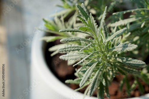 Focus on Goodwin Creek Grey Lavender (Lavandula dentata) in the morning light. Plant for home and garden decoration. Nature background with copy space.