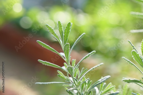 Selective focus of Goodwin Creek Grey Lavender (Lavandula dentata) in the morning light. Plant for home and garden decoration. Nature background with copy space.