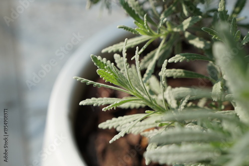 Focus on Goodwin Creek Grey Lavender (Lavandula dentata) in the morning light. Plant for home and garden decoration. Nature background with copy space.