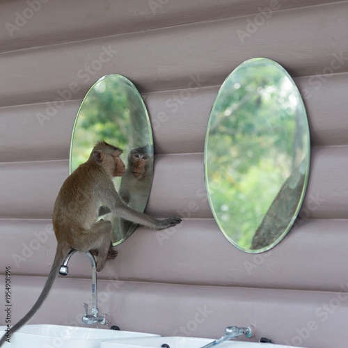 Funny monkey macaque sits on the water tap in the toilet and watches at itself in the mirror in the public park in Thailand.