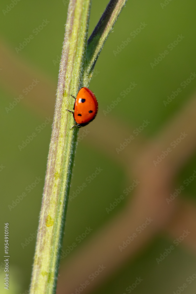 Obraz premium Ladybug climbing on green plant stem macro close up with blurred background