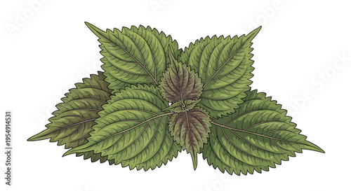 Botanical illustration of a cluster of perilla leaves, showcasing their distinct serrated edges and subtle green-purple hues, often used in Asian cuisine.