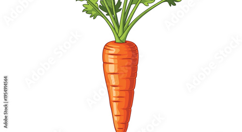 Classic illustration of a fresh, bright orange carrot, complete with its vibrant green leafy top, standing upright, on a white background.