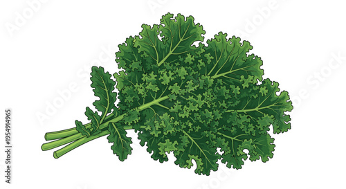 Vibrant illustration of a fresh bunch of kale leaves, showcasing their characteristic curly, dark green texture, tied together at the base, on a white background.