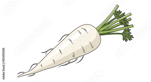 Detailed illustration of a single white radish, with its crisp, conical body and a small cluster of green leaves, ready for harvest, on a white background.
