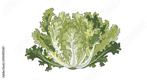 Detailed illustration of a fresh head of frisee lettuce, showcasing its characteristic curly, pale green leaves, ready for salad, on a white background.