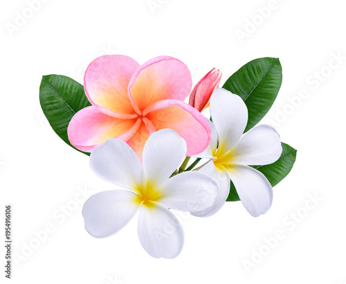 pink white  yellow Plumeria, frangipani flowers isolated on  transparent.