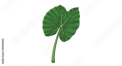 Elegant illustration of a single, large, vibrant green taro leaf, characterized by its prominent veins and heart-like shape, on a white background.