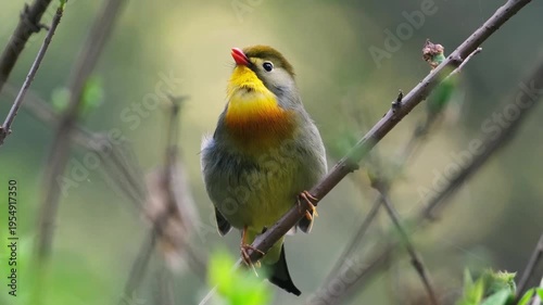 Colorful Red-billed Leiothrix Bird Perched on Tree Branch in Soft Bokeh Background