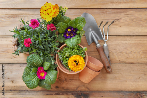 top view on colorful potting flowers in terracotta pots with gardening equipm...