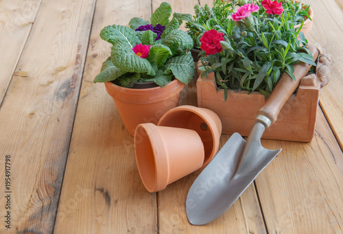 potting flowers in terracotta flower pots primrose and carnation on wooden ta...