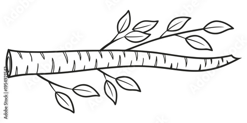 Single birch tree branch with leaves on white background