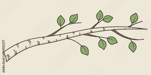 Of a birch tree branch with green leaves botanical