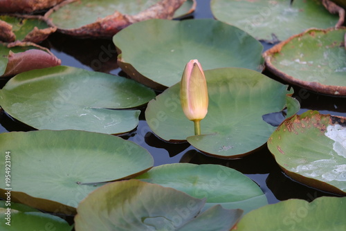 Bud water lily