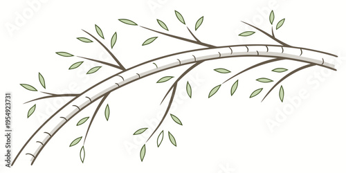 Curved birch branch with small green leaves white background
