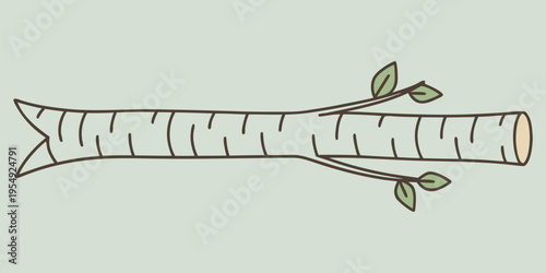 Birch tree branch with small leaves on light green background