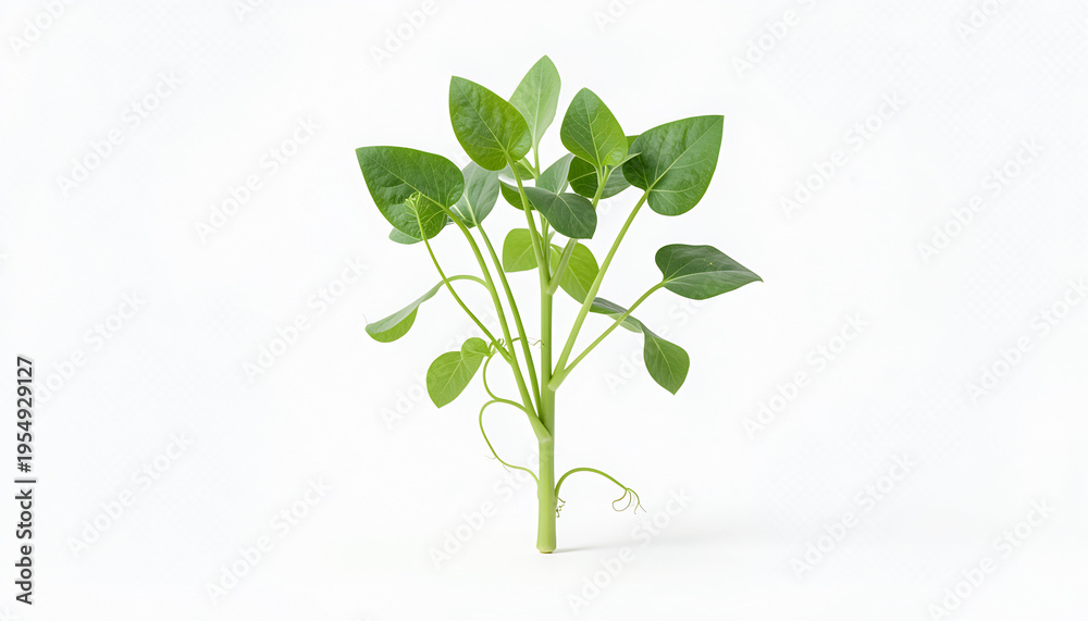 Fototapeta premium Green plant with small leaves growing.