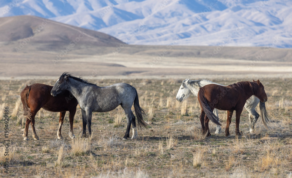 Fototapeta premium Wild Horses in the Utah Desert in Springtime