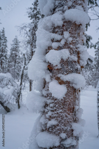 snow covered trees