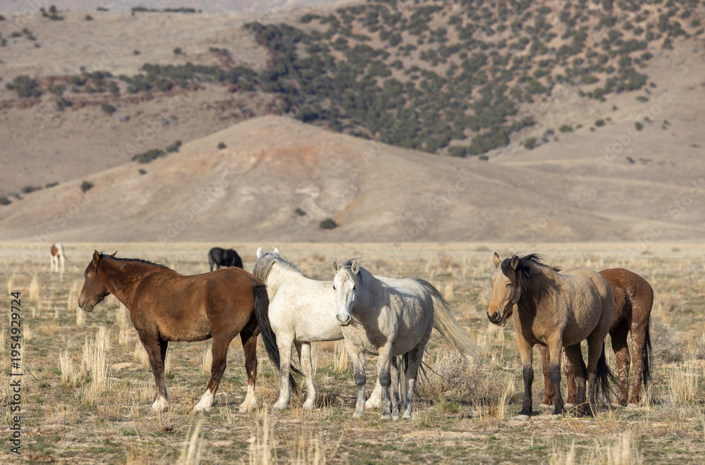 Obraz premium Wild Horses in the Utah Desert in Springtime